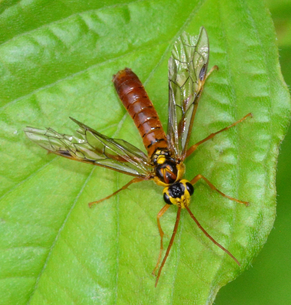Sawfly