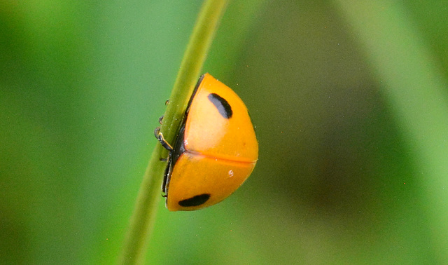 Seven-Spot Ladybird, Coccinella 7-punctata