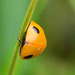 Seven-Spot Ladybird, Coccinella 7-punctata