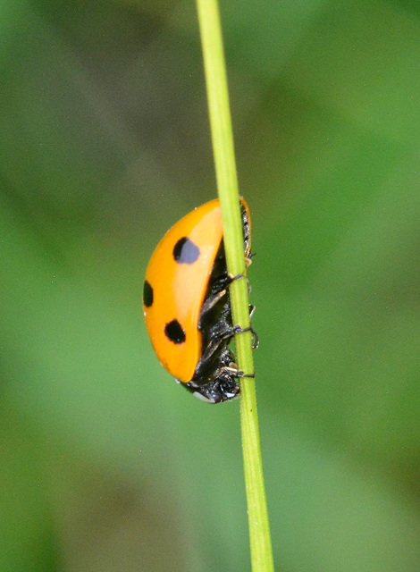 Seven-Spot Ladybird, Coccinella 7-punctata