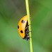 Seven-Spot Ladybird, Coccinella 7-punctata