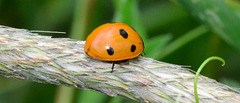 Seven-Spot Ladybird, Coccinella 7-punctata