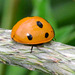 Seven-Spot Ladybird, Coccinella 7-punctata