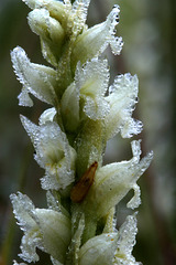 Hooded Ladies'-tresses