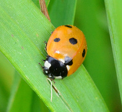 Seven-Spot Ladybird, Coccinella 7-punctata
