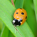 Seven-Spot Ladybird, Coccinella 7-punctata