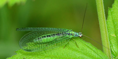 Green Lacewing, Chrysopa pallens