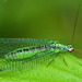 Green Lacewing, Chrysopa pallens