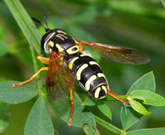 Hoverfly