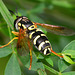 Hoverfly