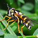 Hoverfly.Chrysotoxum festivum