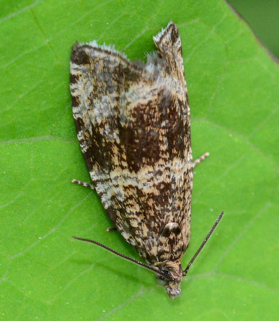 Moth. Celypha lacunana