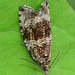 Moth. Celypha lacunana