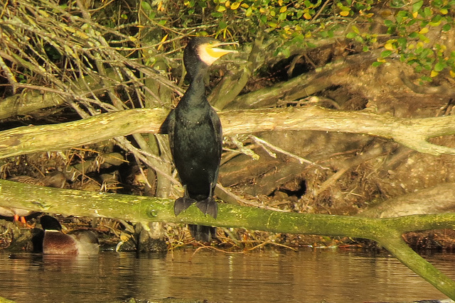 lee valley nature reserve, essex