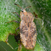 Spear Thistle Lace Bug,Tingis cardui