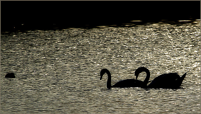 Deux cygnes...