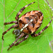 Orb Web Spider. Araneus diadematus