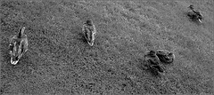 Five Ducks