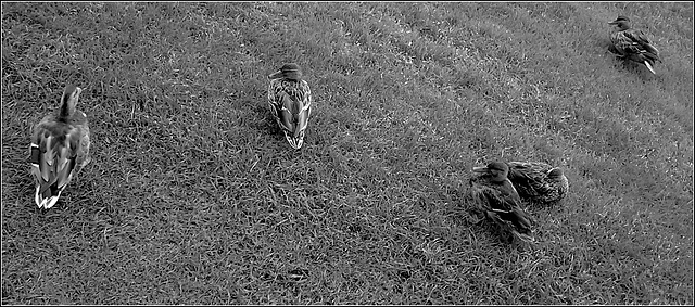 Five Ducks