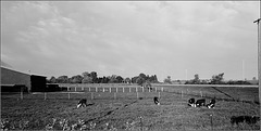 Cattle in the Depression