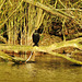 lee valley nature reserve, essex