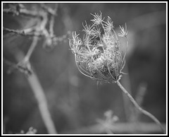 Queen Anne's Lace