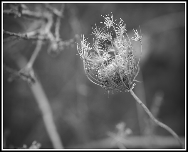 Queen Anne's Lace