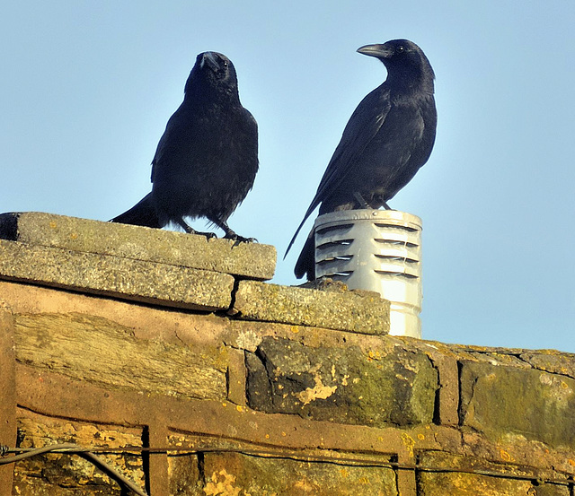 Carrion crows (Corvus corone)