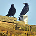 Carrion crows (Corvus corone)