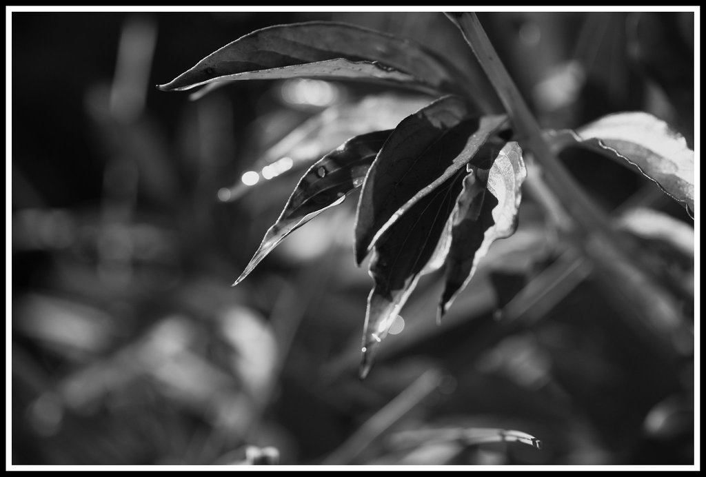 Dew on the Peony