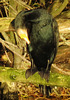 lee valley nature reserve, essex