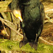 lee valley nature reserve, essex