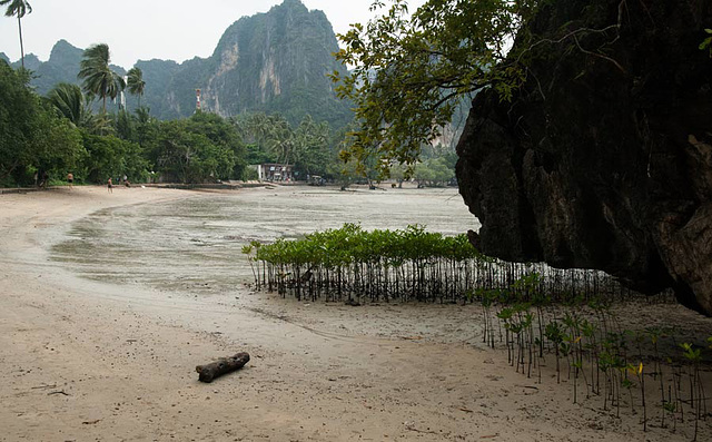 mangroves at Railay