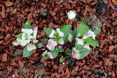 Tradescantia fluminensis 'Blushing Bride'