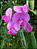 wild sweet pea