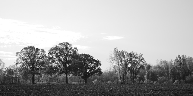 Rows of Trees
