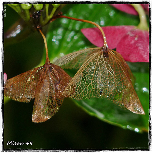 MON JARDIN