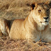 Lioness posing