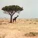Giraffe sheltering under a tree
