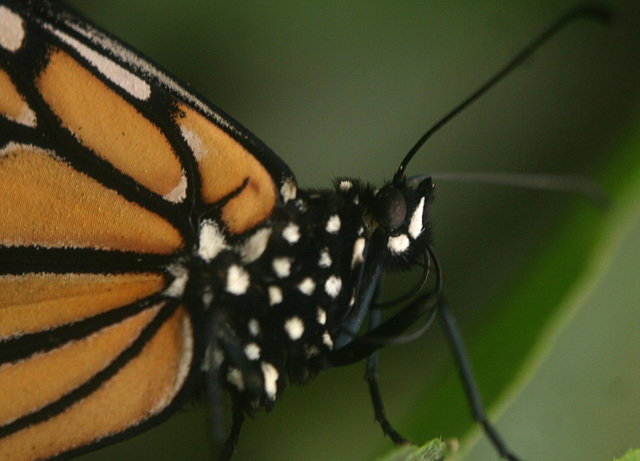 Monarch Butterfly