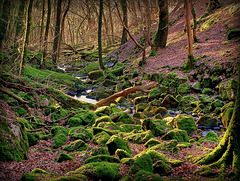 Fairy Glen