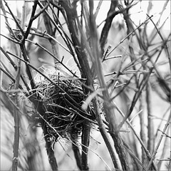 The Tiny Nest in the Burning Bush