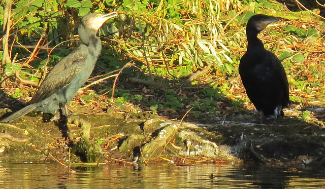 lee valley nature reserve, essex