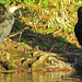 lee valley nature reserve, essex