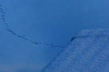 Wild Geese