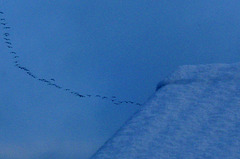 Wild Geese