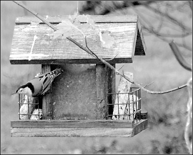 Nuthatch at Feeder