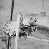 Finch on Sunflower