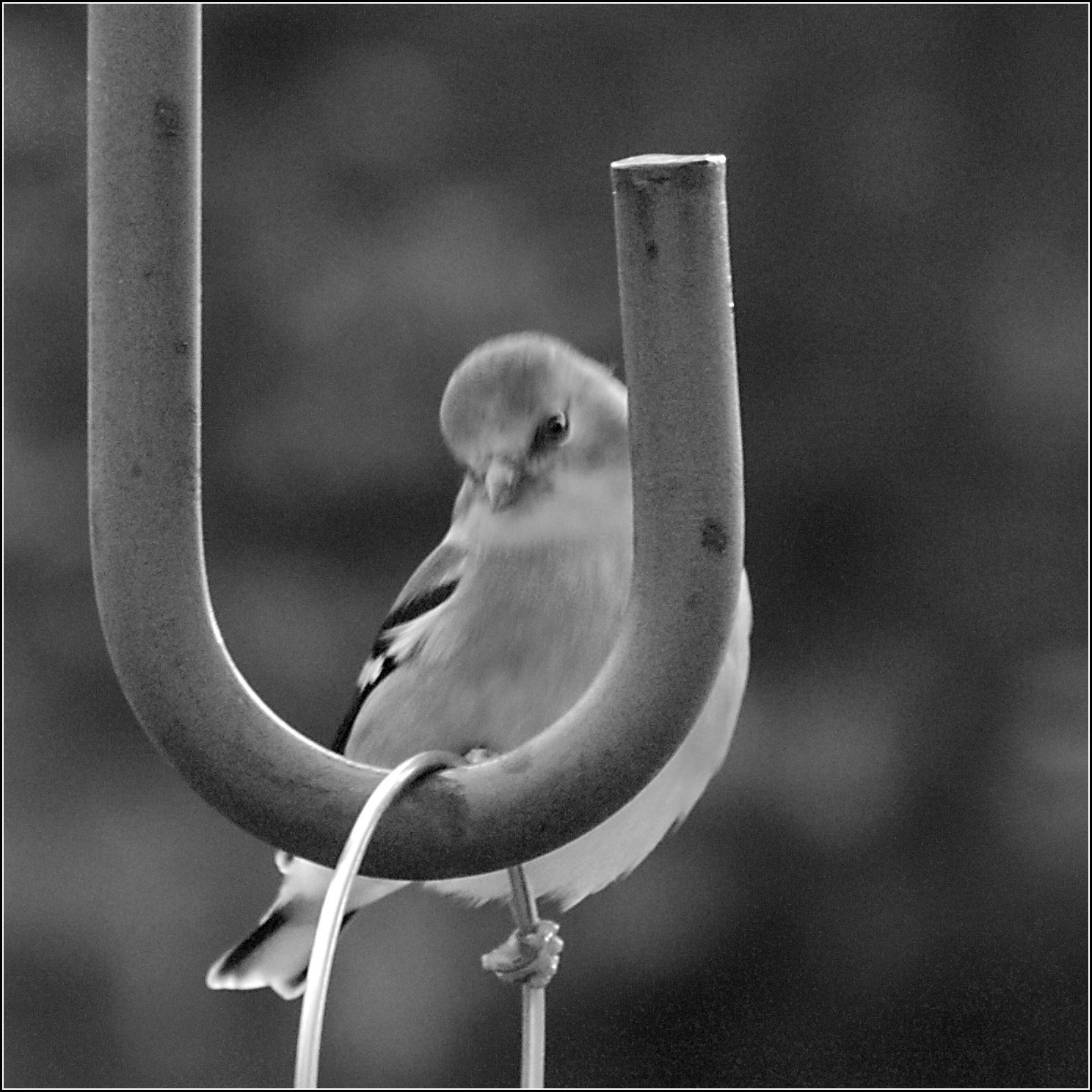 Finch
