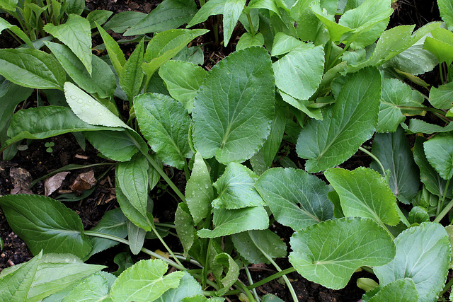 La rivière des sens - Jardin 20 - Eryngium planum